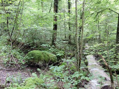 Wald mit Bach