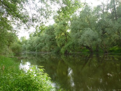 Horreninsel Ludwigshafen Süd - Stillwasser, Auenwald – ideal für den Eisvogel