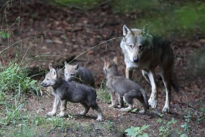 Wolf