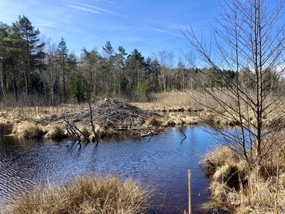 Biberburg Arracher Moor