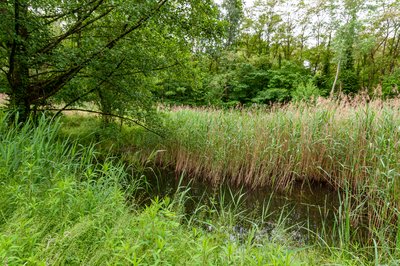 The Jockgrim clay pits nature reserve.