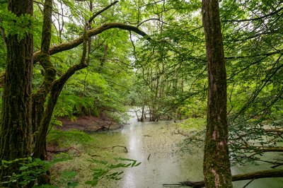 The Jockgrim clay pits nature reserve.