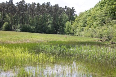 Naturschutzgebiet „Böhler Bruch-Kandelwiese“: hinterer Teil, Richtung Westen mit Tümpel