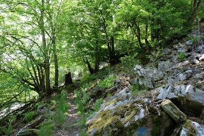 Pfad auf der Mörschieder Burr im Naturschutzgebiet „Mörschieder Borr (Burr)“