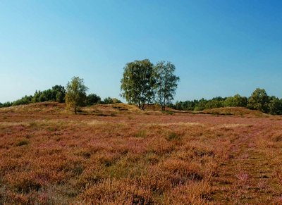Bretziner Heide.