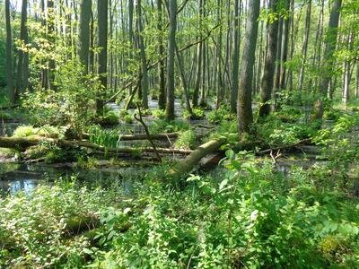 Bruchwald im Plauer Stadtwald