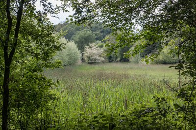 Nature reserve “Welter Bach”, Dülmen, North Rhine-Westphalia, Germany