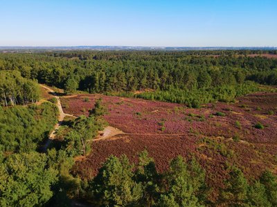 Blick über das Naturschutzgebiet "Wulmstorfer Heide mit Bornberg"