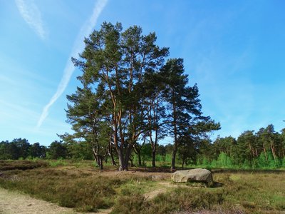 Baumgruppe im Naturschutzgebiet