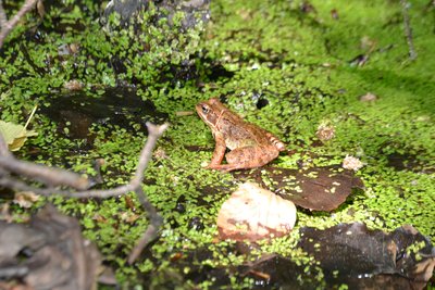 Frosch im Drispheter Moor