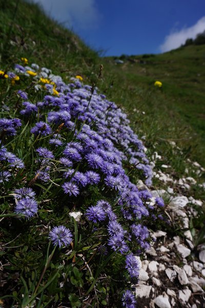 Globularia cordifolia (foto Sandro Zanghellini)