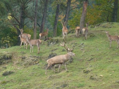 Hirschpark