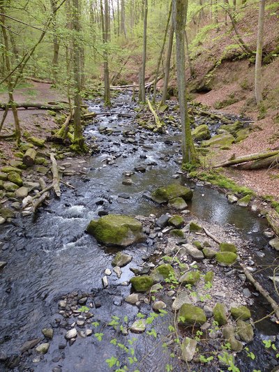 Holzbach im Naturschutzgebiet Holzbachdurchbruch