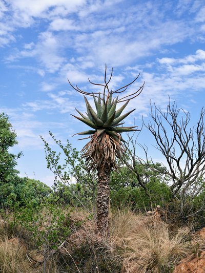 Aloe at Melville Koppies Nature Reserve.