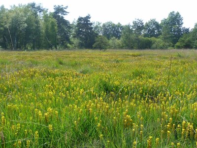 Moorlilie im Kauers Wittmoor