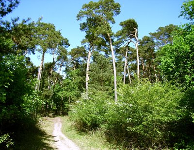 Lennebergwald, Uhlerborn