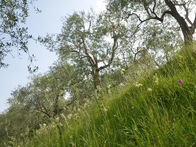 Olive Grove on Monte Brione