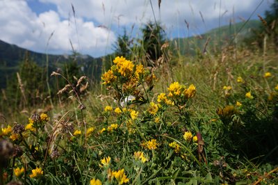 Medicago falcata (foto Sandro Zanghellini)