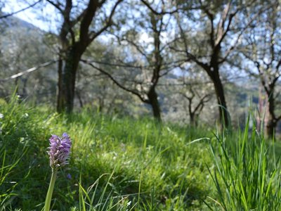 Olivenbäume und Orchideen am Monte Brione