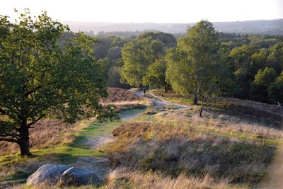 Heathland on the Boxberg