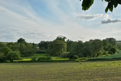 Naturschutzgebiet Bingerwiese (Mai 2015)