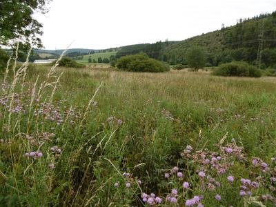 Naturschutzgebiet Irrgeister Richtung Ost gesehen vom Nordrand der NRW-Stiftungsfläche.