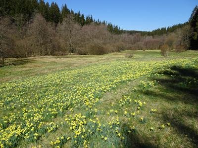 wilde Narzissenblüte