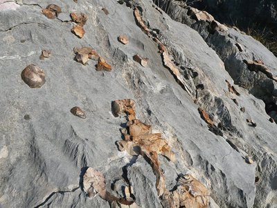 Flint nodules