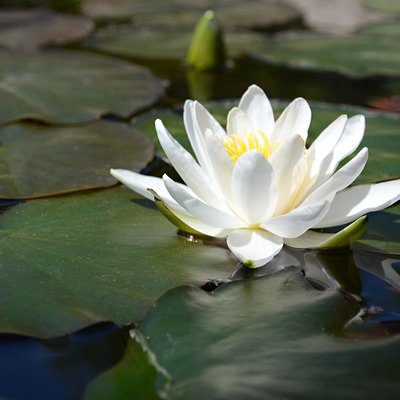 Nynphaea Alba
