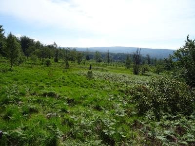 Moorgebiet