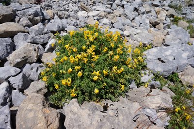 Pseudofumaria lutea (foto Sandro Zanghellini)