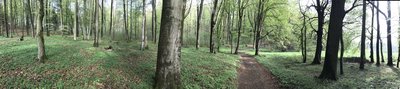 Waldstück mit alten Buchen im Recknitztal.