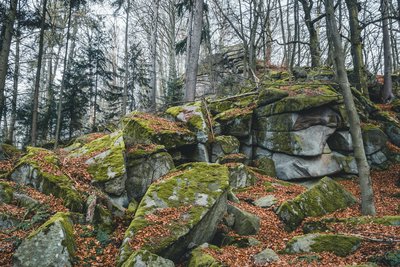NSG Schlosspark Sattelpeilnstein