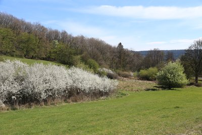 Blackthorn blossom in Schönecker Schweiz