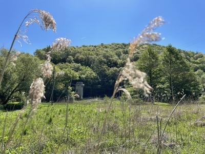 Schilffeld im Wasserschutzgebiet neben dem schönen Pönterbach