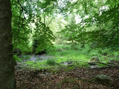 Das Schönwolder Moor liegt direkt an einer kleinen Feldstraße in einem Mischwald. Zahlreiche seltene Pflanzen wachsen hier noch ungestört.