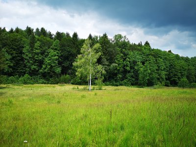Schuttholzer Moor