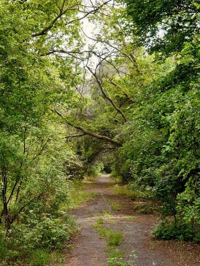 Remnants of an old road in the reserve valley.