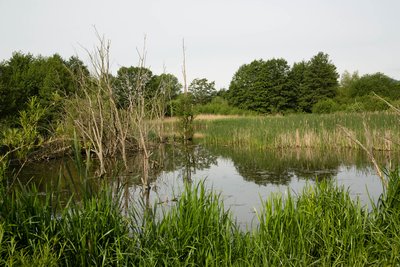 Thürer Wiesen nature reserve (May 2017)