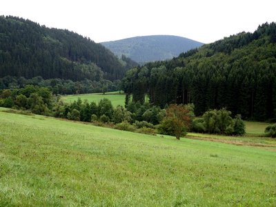Blick von der K 50 ins NSG Unteres Helletal in Winterberg