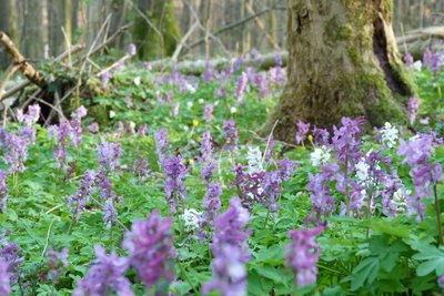 Blütenteppich des Lerchensporns