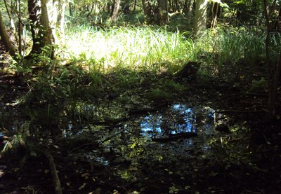 Uferzone am Wockninsee, Naturschutzgebiet „Wockninsee“ in Mecklenburg-Vorpommern