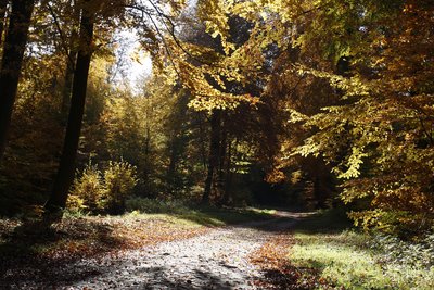 Wald