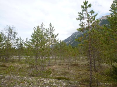 Trockenauwald