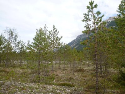 Trockenauwald