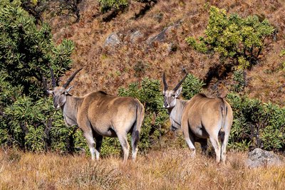 A heard of Eland antelope.