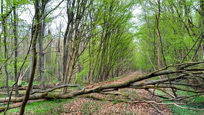 Naturschutzgebiet "Bahlburger Bruch"